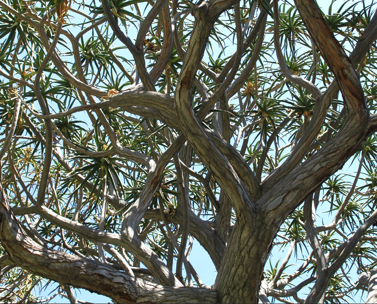 Aloidendron barberae großer Sukkulentbaum mit dick strukturierten Ästen und schmalen grünen Blättern