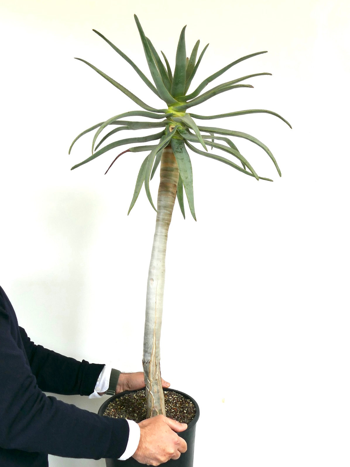 Aloidendron dichotomum（別名：アロエ・ディコトマ）｜希少な多肉植物！