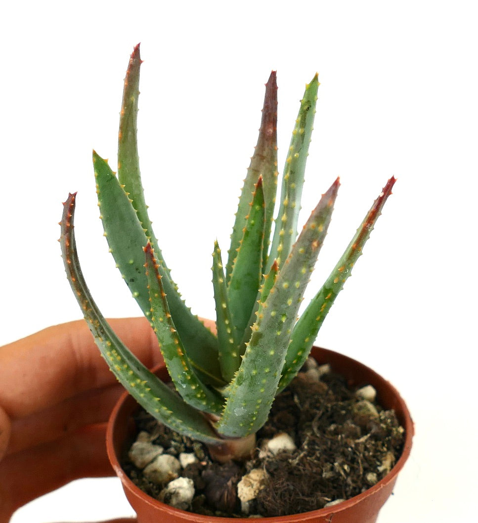 Aloidendron dichotomum (syn. Aloe dichotoma)