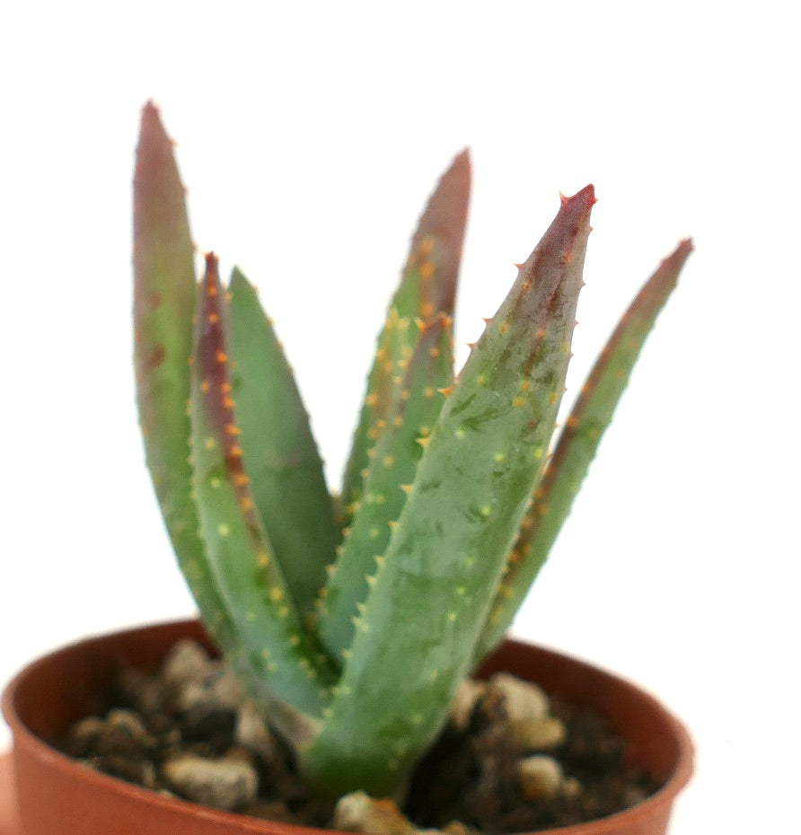 Aloidendron dichotomum piccola succulenta con foglie verdi appuntite e punte rossastre in vaso