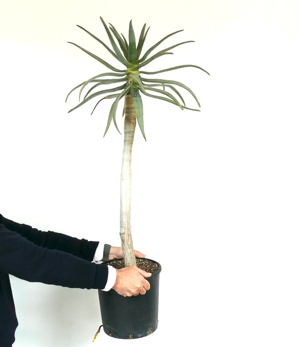 Aloidendron dichotomum（別名：アロエ・ディコトマ）｜希少な多肉植物！