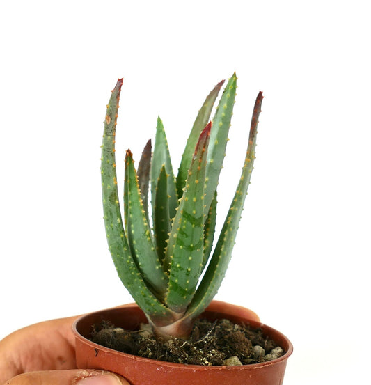 Aloidendron dichotomum (syn. Aloe dichotoma)