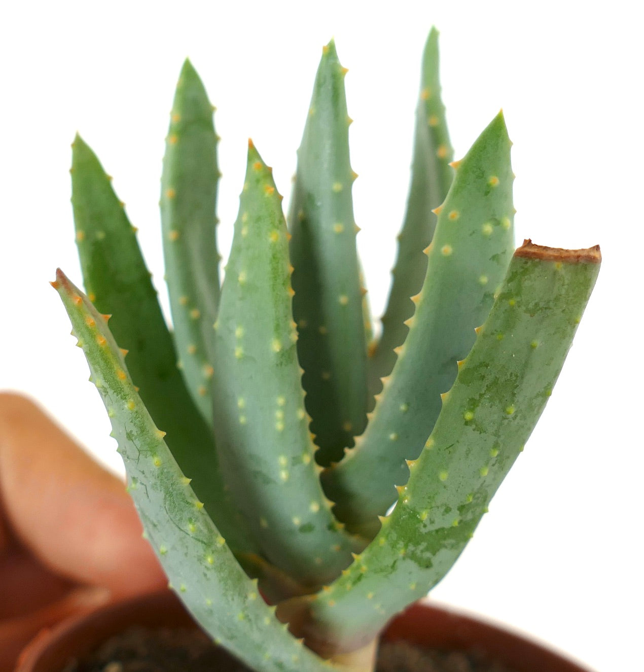 Aloidendron dichotomum (syn. Aloe dichotoma)