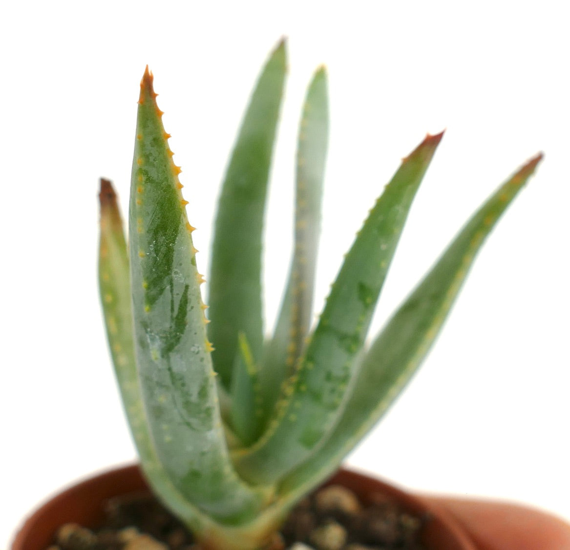 Aloidendron dichotomum (syn. Aloe dichotoma)