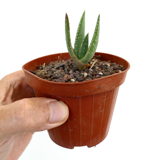 Aloidendron pillansii small succulent with thick green leaves and white spots in pot