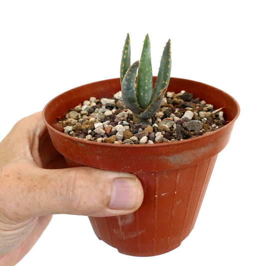 Aloidendron pillansii small succulent with thick green leaves and yellowish spines in pot