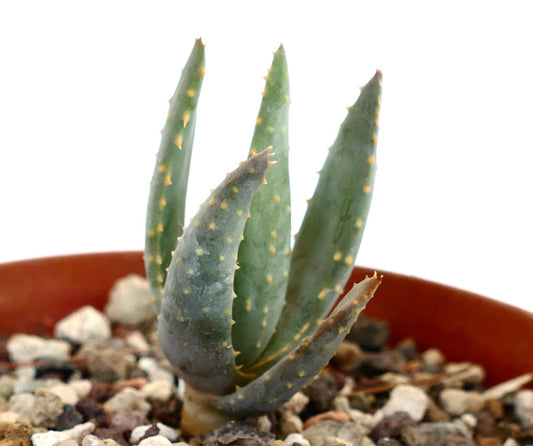 Aloidendron pillansii succulent with thick green leaves and small yellowish spines in pot