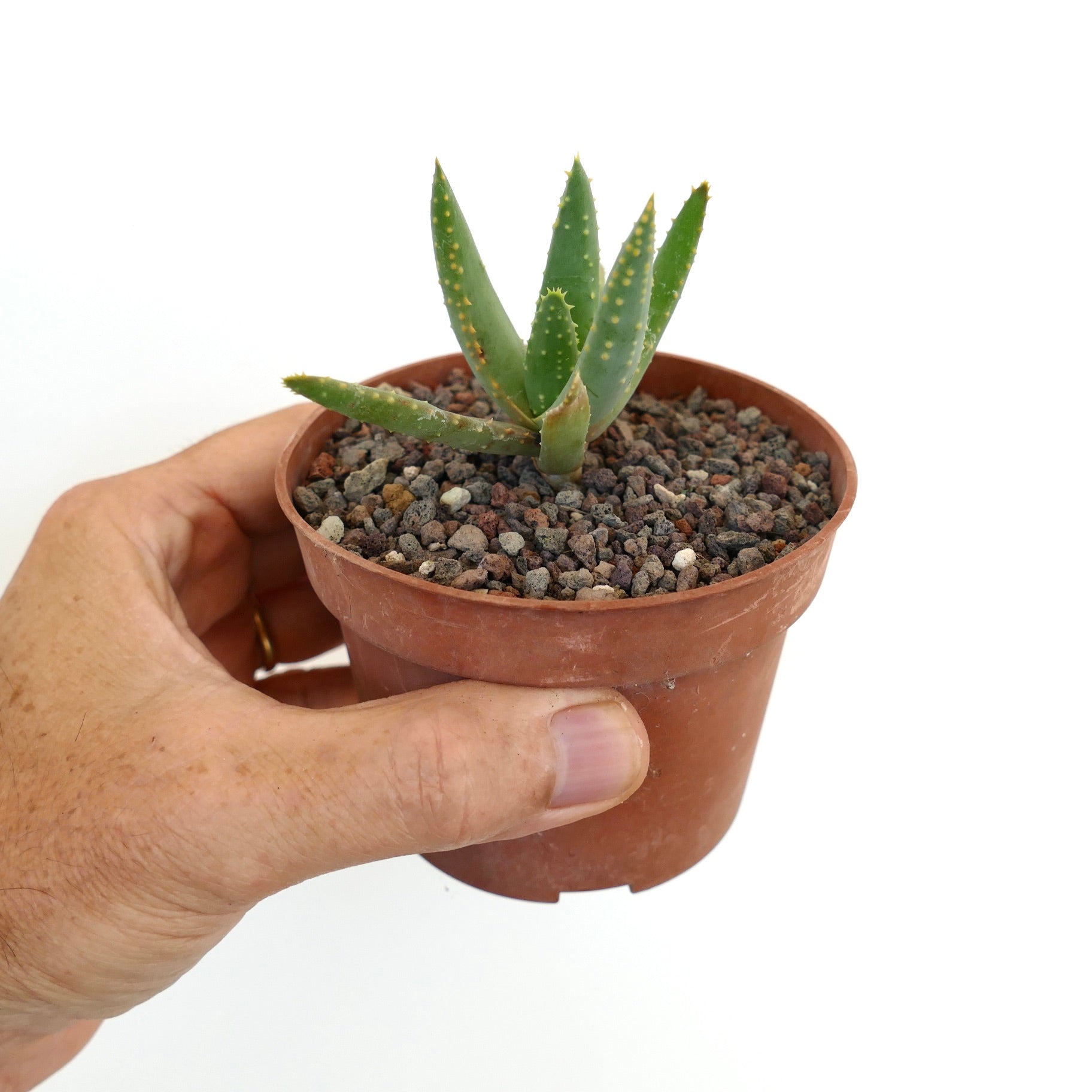 Aloidendron pillansii small succulent with thick green leaves and yellowish spines in pot