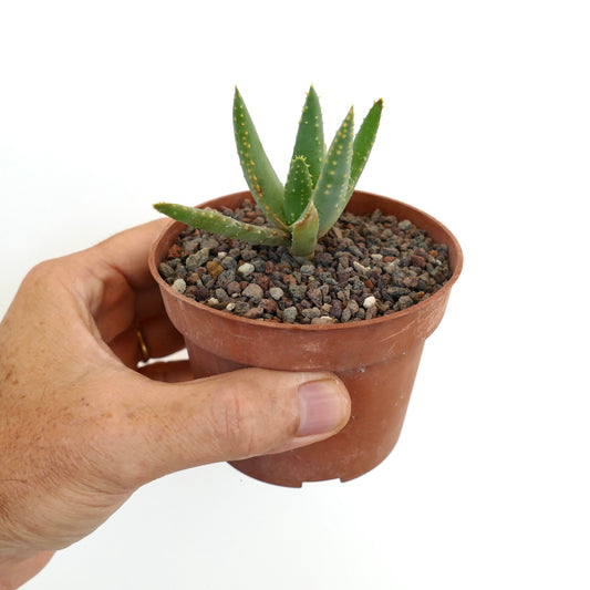 Aloidendron pillansii small succulent with thick green leaves and yellowish spines in pot