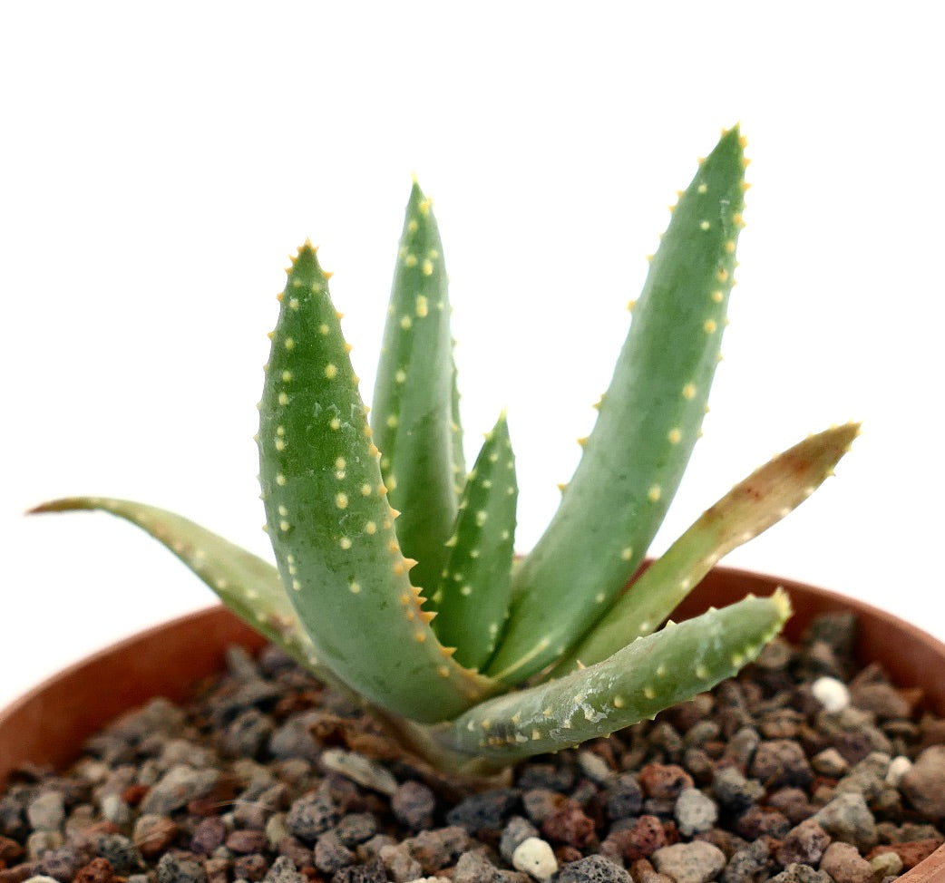 Aloidendron pillansii succulent with thick green leaves and small yellowish spines in pot