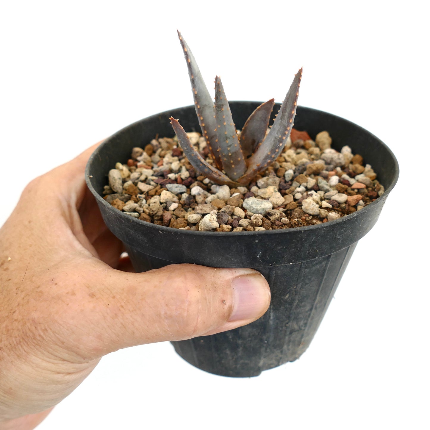 Aloidendron pillansii kleine seltene Sukkulente mit stacheligen, gräulichen Blättern im schwarzen Topf