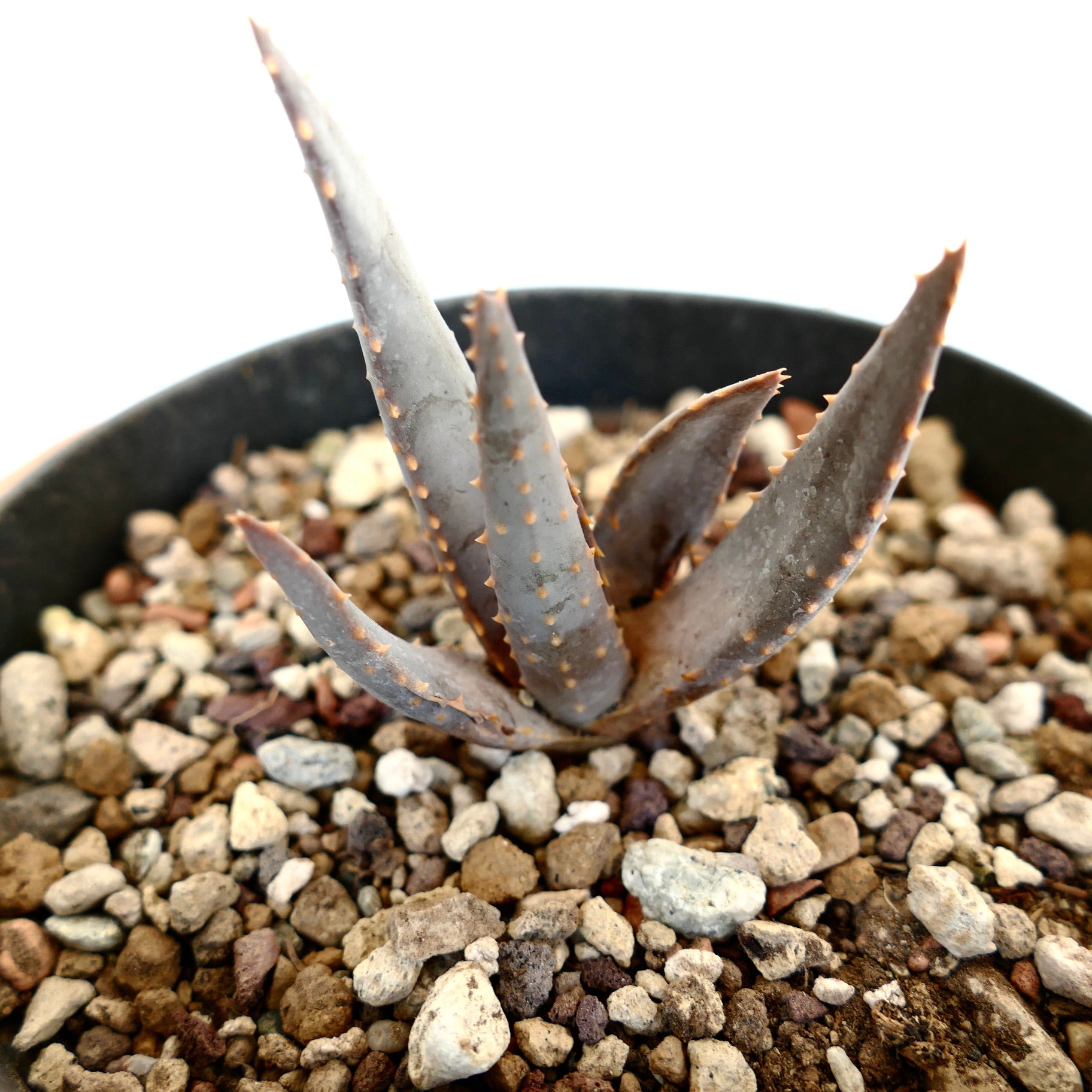 Aloidendron pillansii Sukkulente mit dicken grauen Blättern und kleinen orangefarbenen Dornen in felsigem Boden