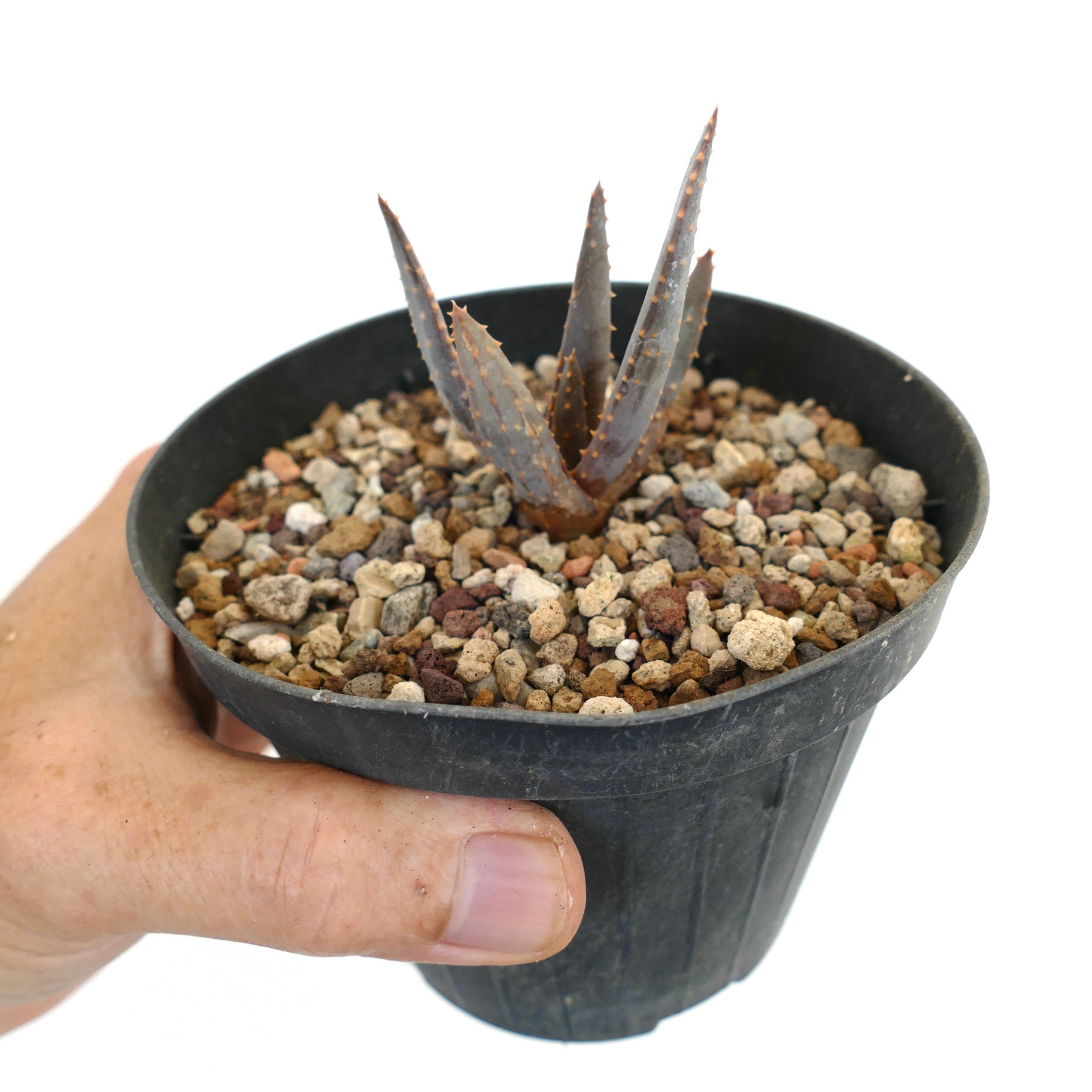 Aloidendron pillansii kleine seltene Sukkulente mit stacheligen grauen Blättern im schwarzen Topf