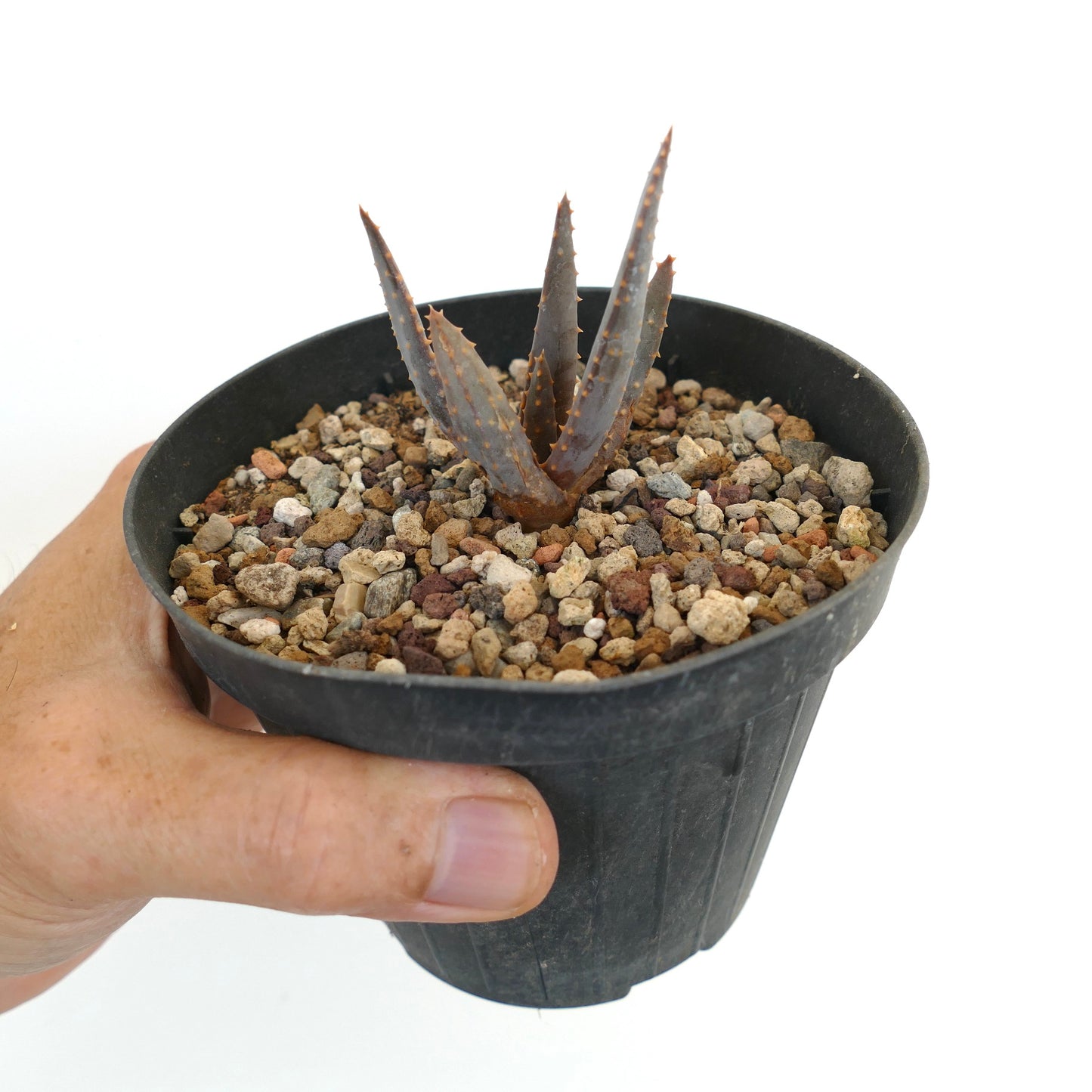 Aloidendron pillansii kleine sukkulente Pflanze mit dicken, stacheligen, grauen Blättern im schwarzen Topf