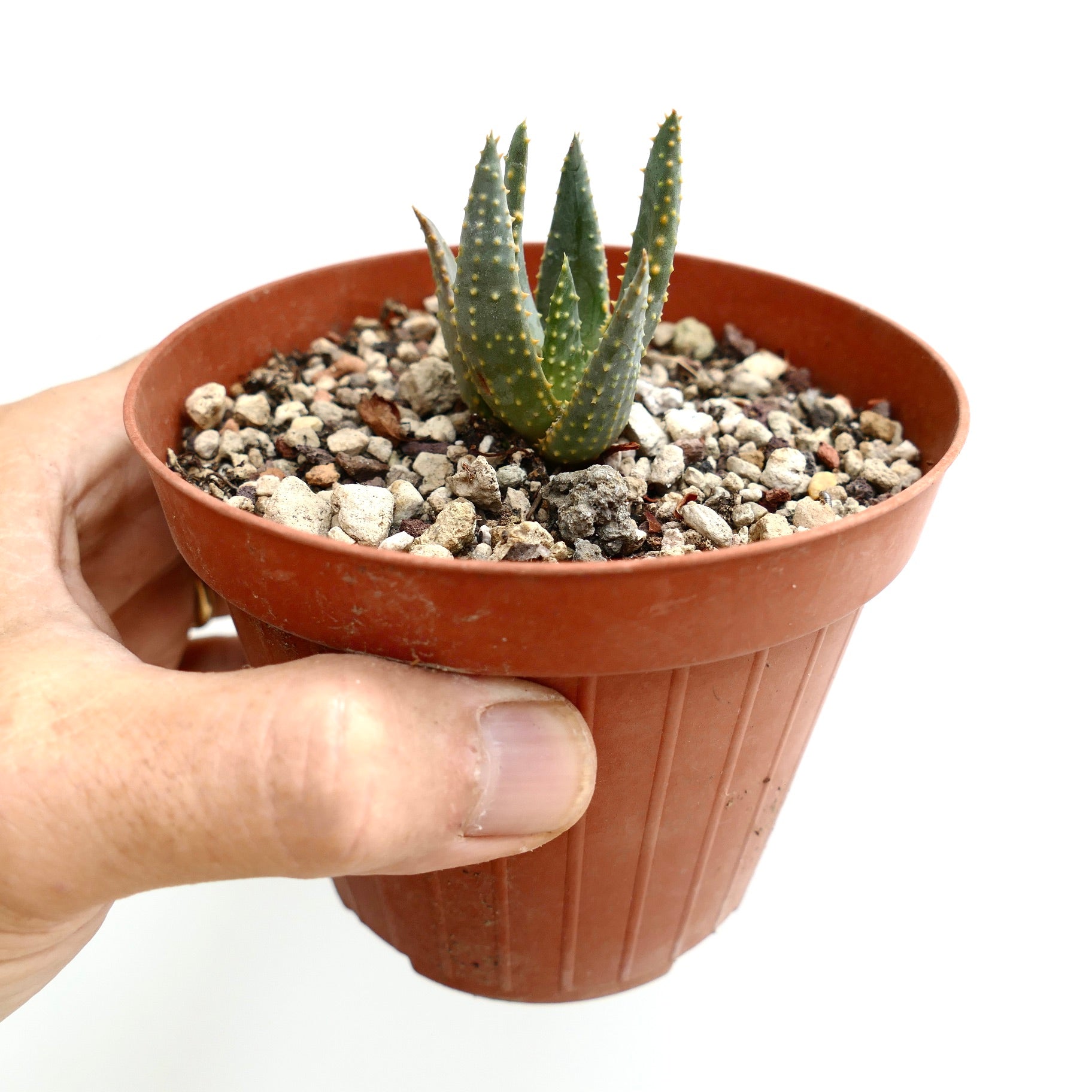 Aloidendron pillansii small succulent with thick spiked green leaves in terracotta pot