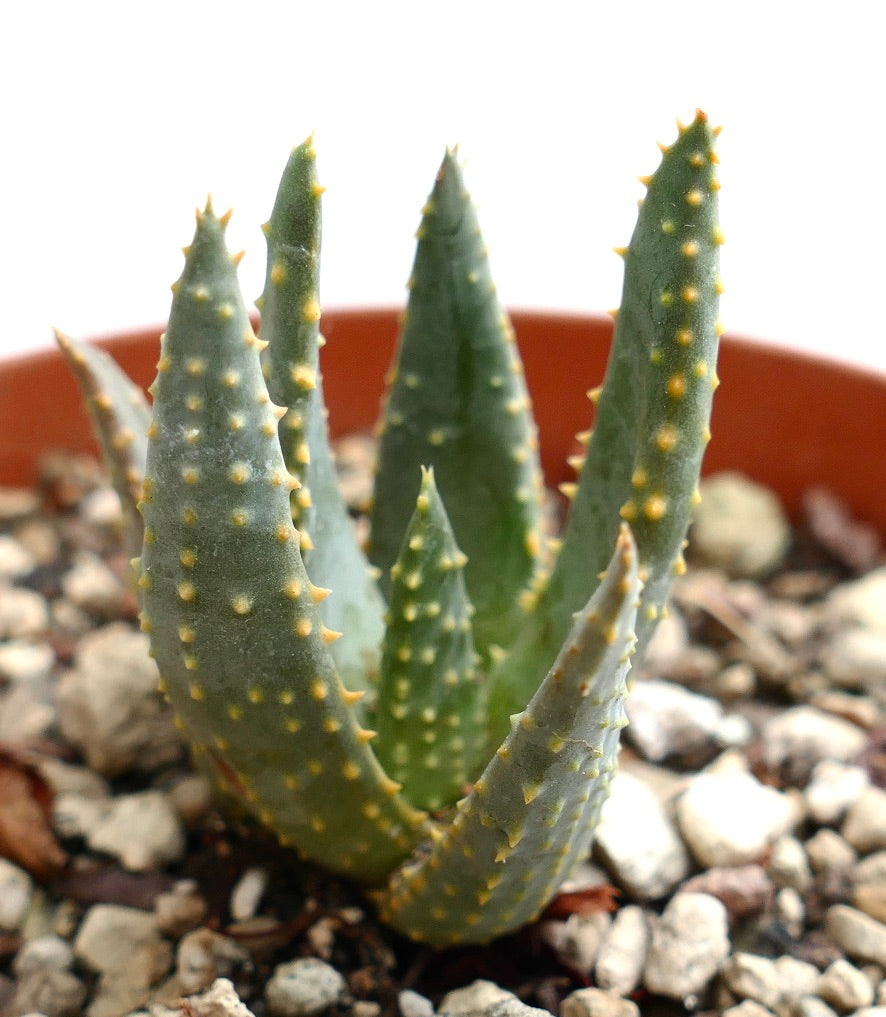 Aloidendron pillansii succulent with thick green spiked leaves in rocky soil pot