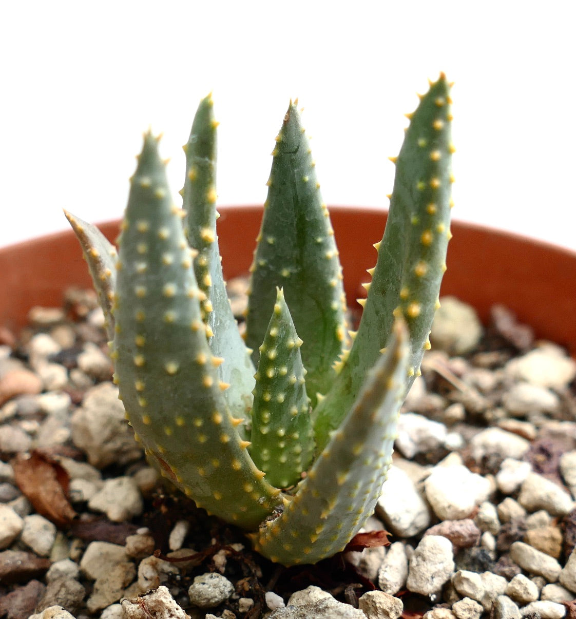 Aloidendron pillansii succulent with thick green leaves and yellowish spines in rocky soil