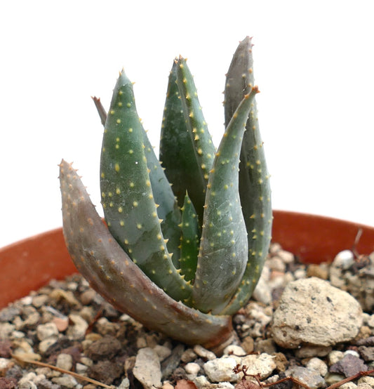 Aloidendron pillansii succulent with thick, pointed green leaves and yellowish spines in rocky soil