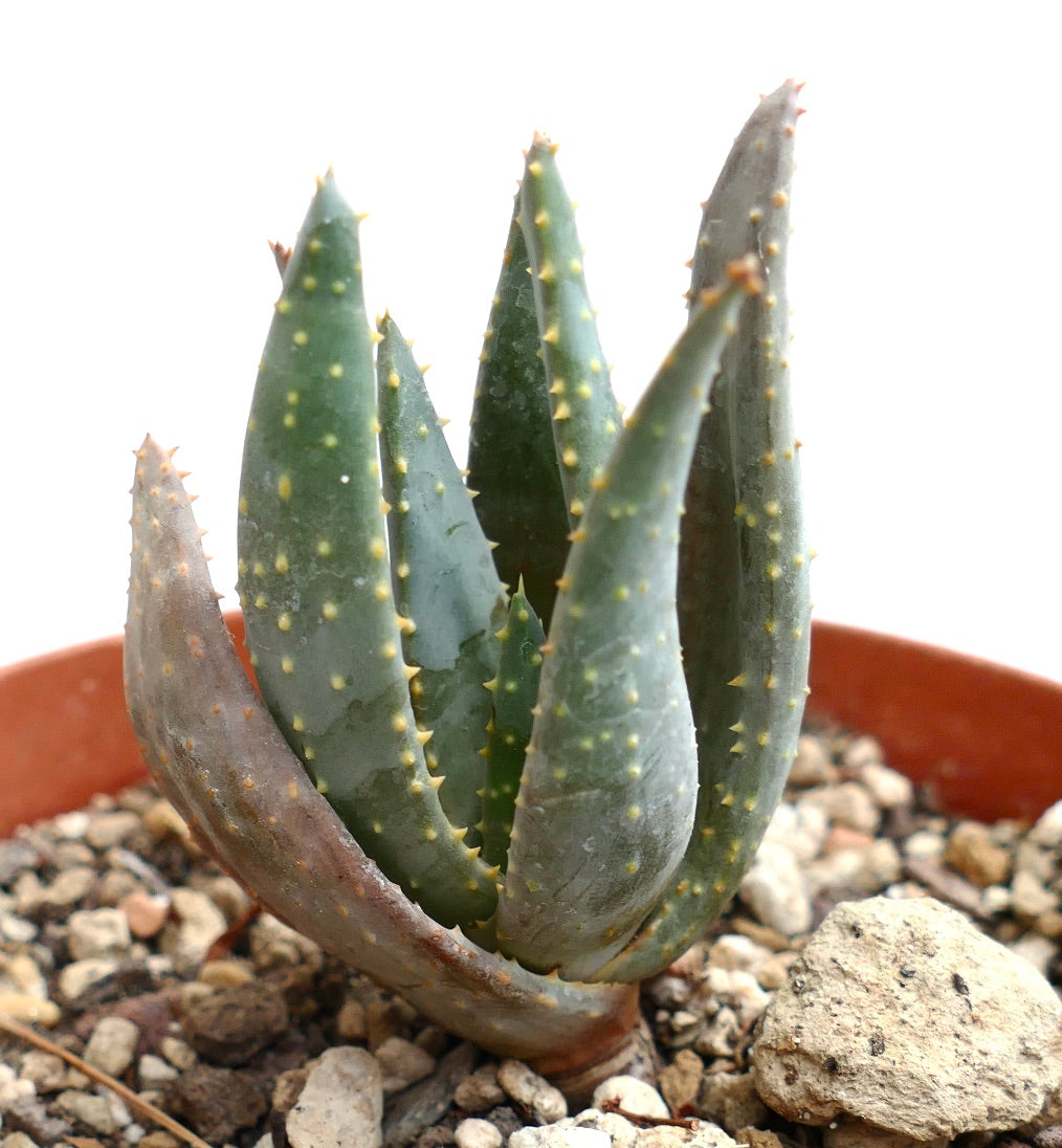 Aloidendron pillansii succulent with thick pointed leaves and small yellowish spines in rocky soil