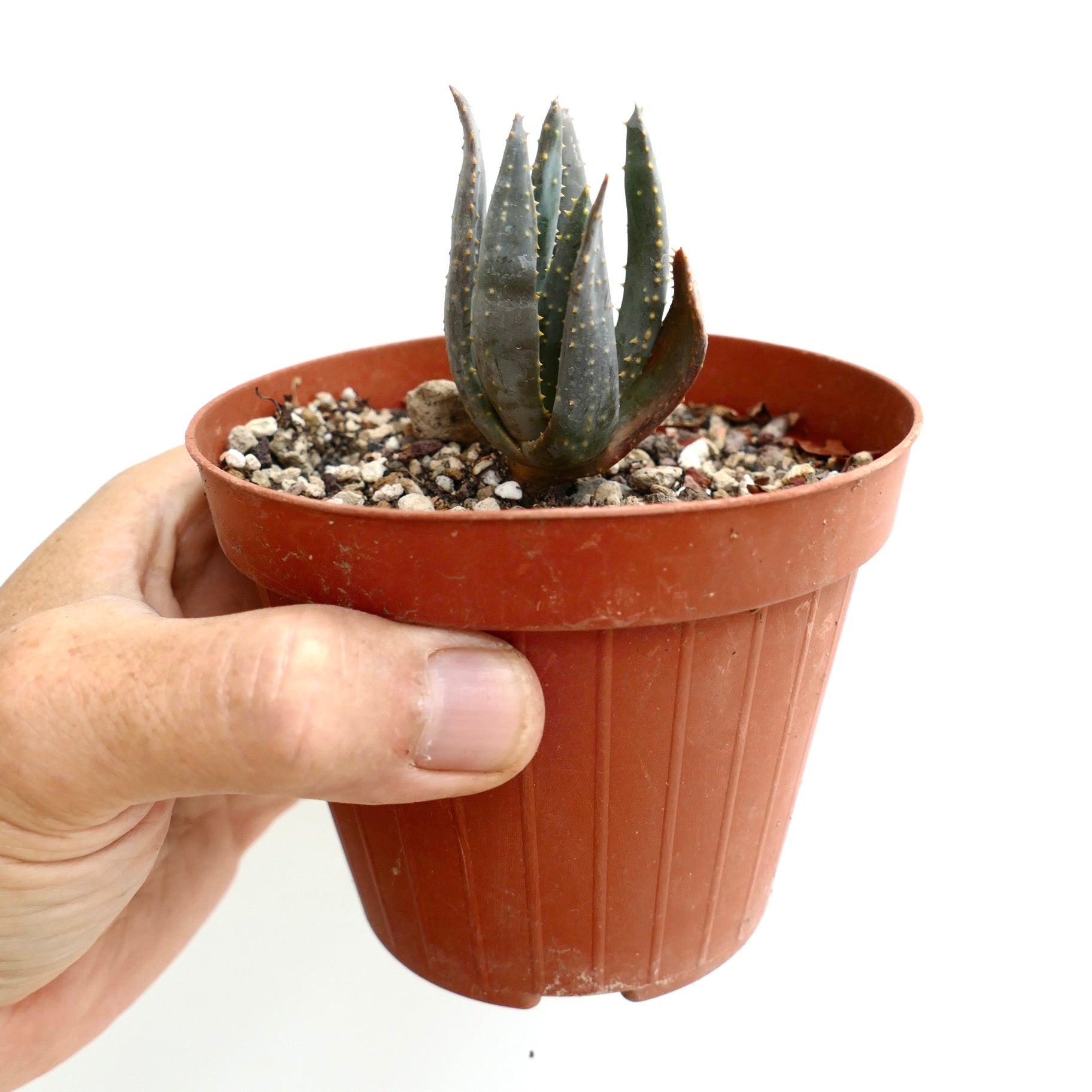 Aloidendron pillansii small succulent with thick pointed leaves and yellowish spines in pot