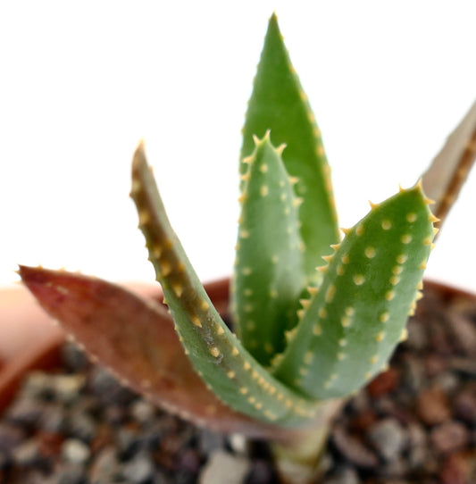 Aloidendron pillansii succulent with thick green leaves and small yellowish spines in pot