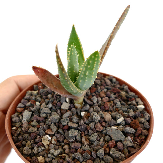 Aloidendron pillansii small succulent with thick spiny green and reddish leaves in pot