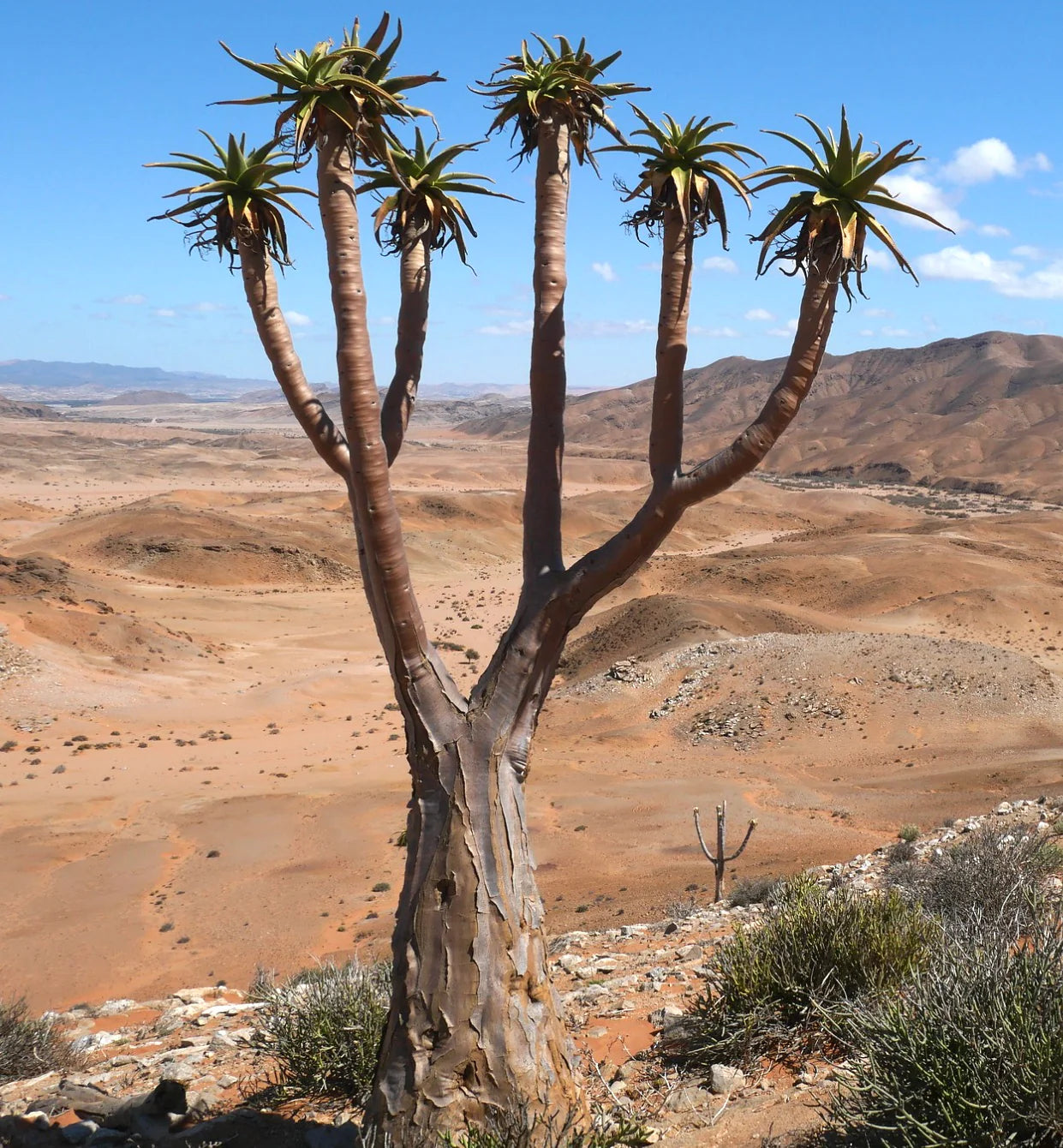 Aloidendron pillansii (syn. Aloe pillansii) 4-7cm