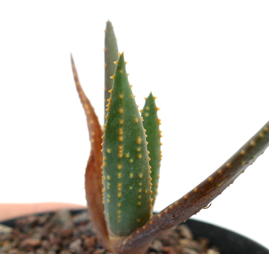 Aloidendron pillansii succulent with thick green leaves and yellow spines in pot