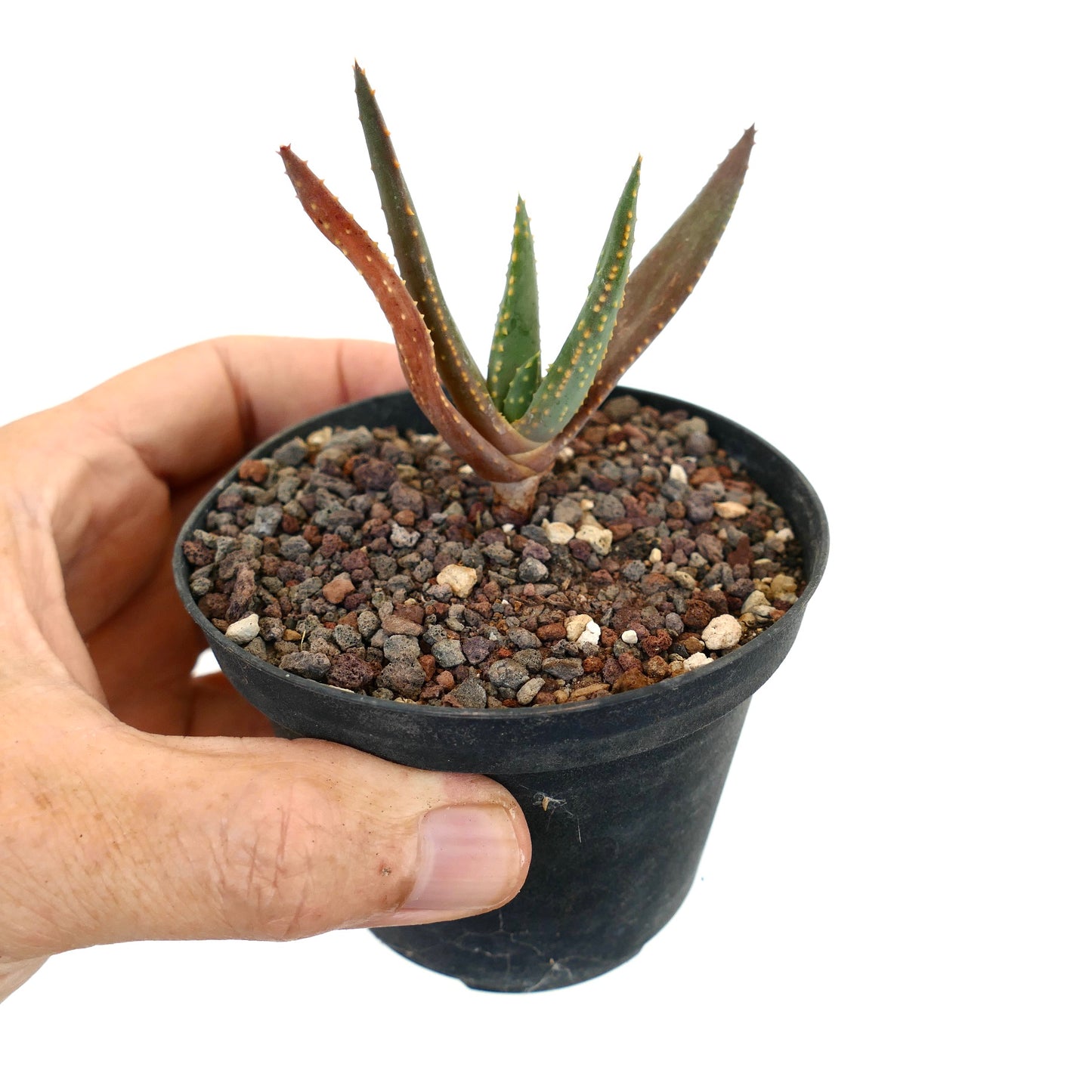 Aloidendron pillansii kleine Sukkulente mit länglichen grünen und rötlich gesprenkelten Blättern im schwarzen Topf