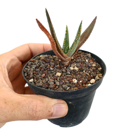 Aloidendron pillansii small succulent with elongated green and reddish spiked leaves in black pot
