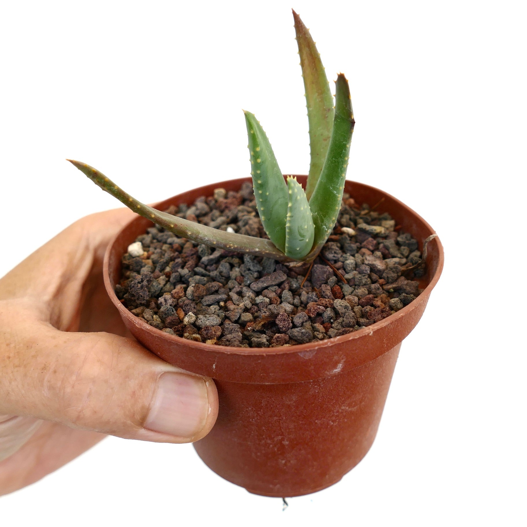 Aloidendron pillansii Sukkulente mit schlanken grünen Blättern und kleinen Dornen im Topf