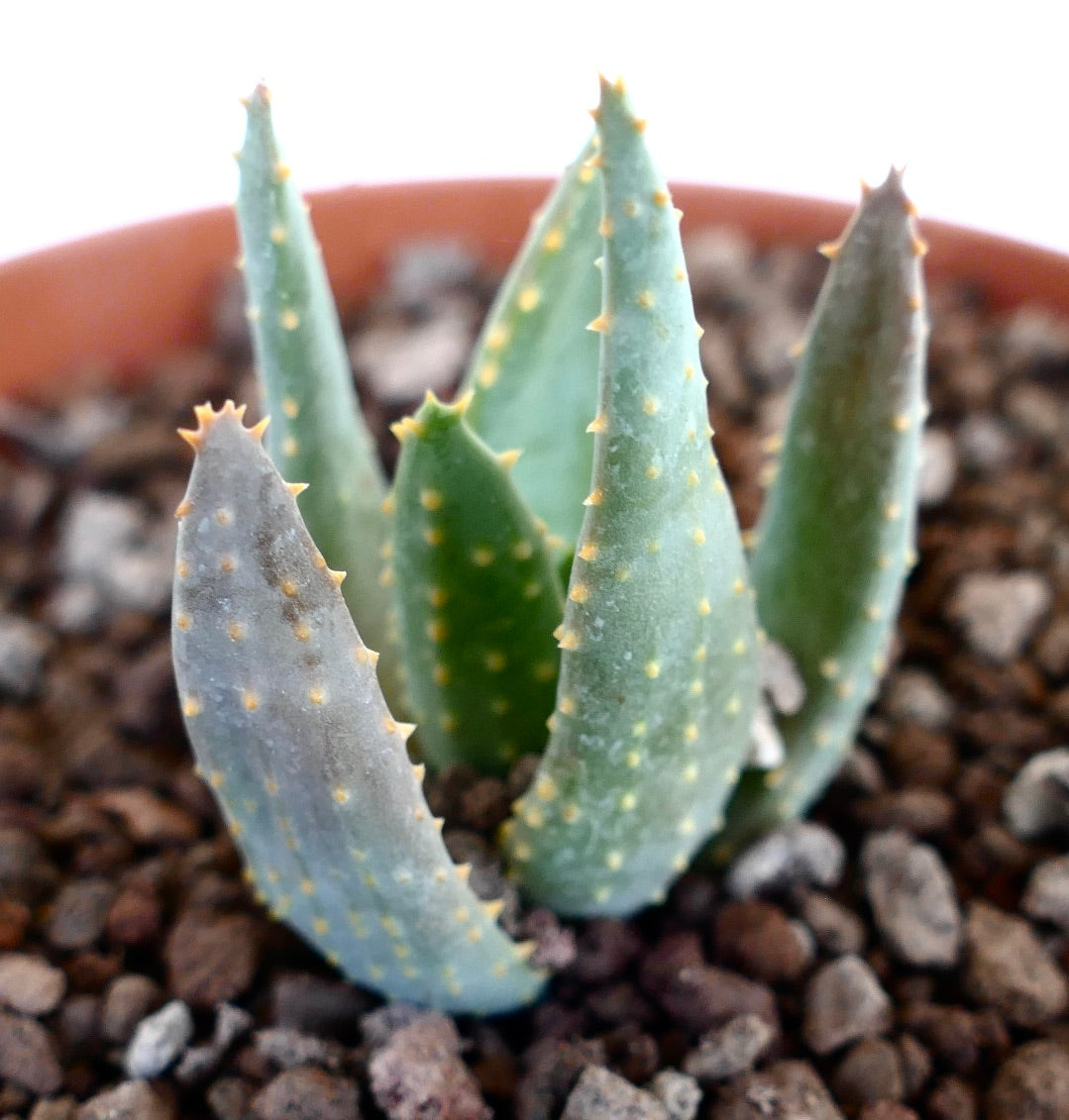 Aloidendron pillansii Sukkulente mit dicken blau-grünen Blättern und kleinen gelblichen Stacheln im Topf