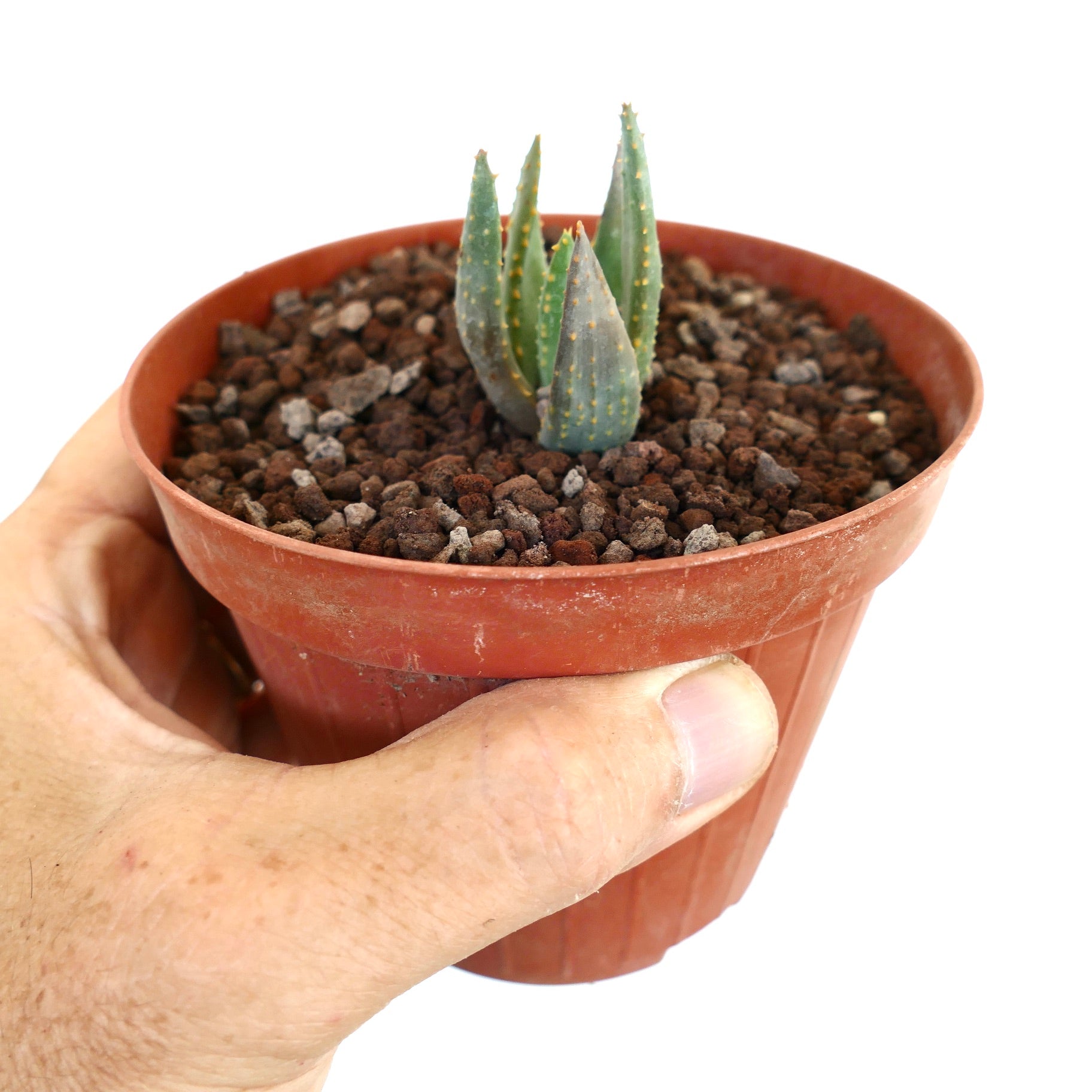 Aloidendron pillansii kleine Sukkulente mit dicken blau-grünen Blättern und gelblichen Dornen im Topf