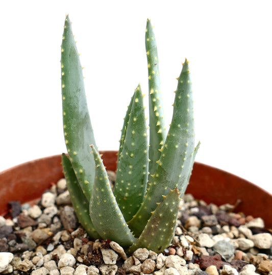 Aloidendron pillansii succulent with elongated green leaves and small yellow spines in pot