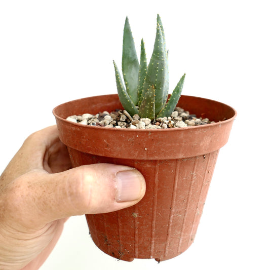 Aloidendron pillansii small succulent with thick green leaves and white spots in pot