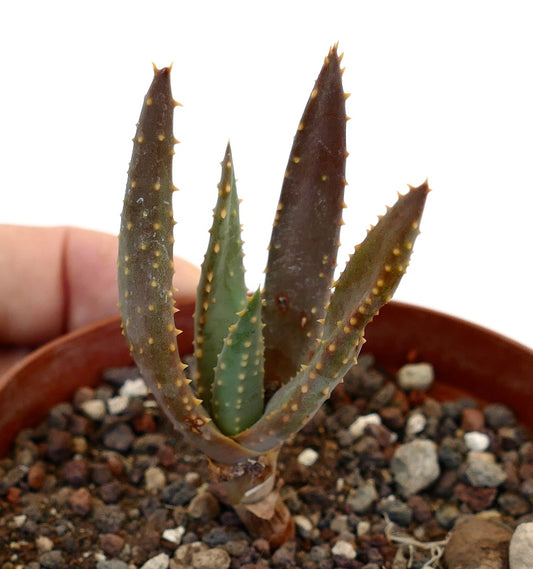 Aloidendron pillansii succulent with elongated spiny leaves and brownish-green coloration in pot