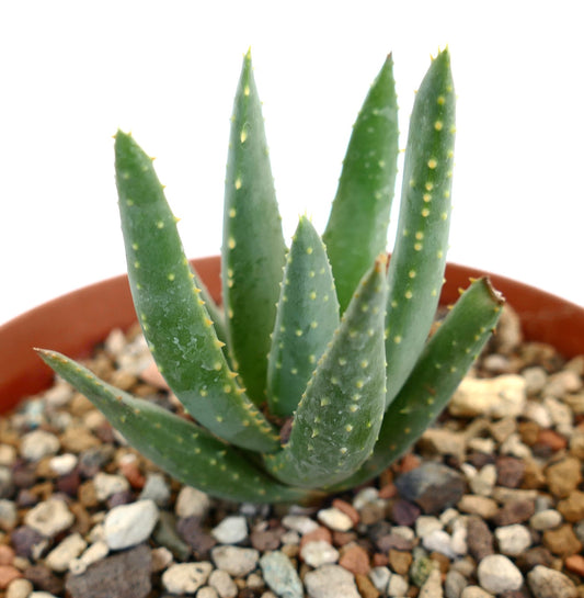 Aloidendron pillansii succulent with thick green leaves and small yellowish spots in rocky soil