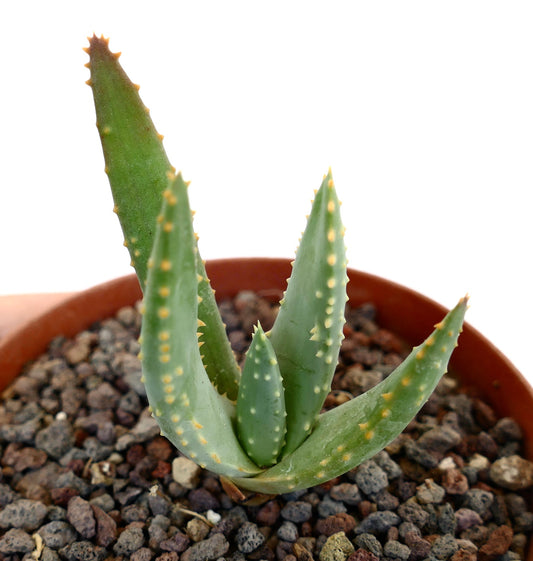 Aloidendron pillansii succulent with thick green leaves and yellowish spines in pot