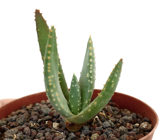 Aloidendron pillansii succulent with thick green leaves and small yellowish spines in pot