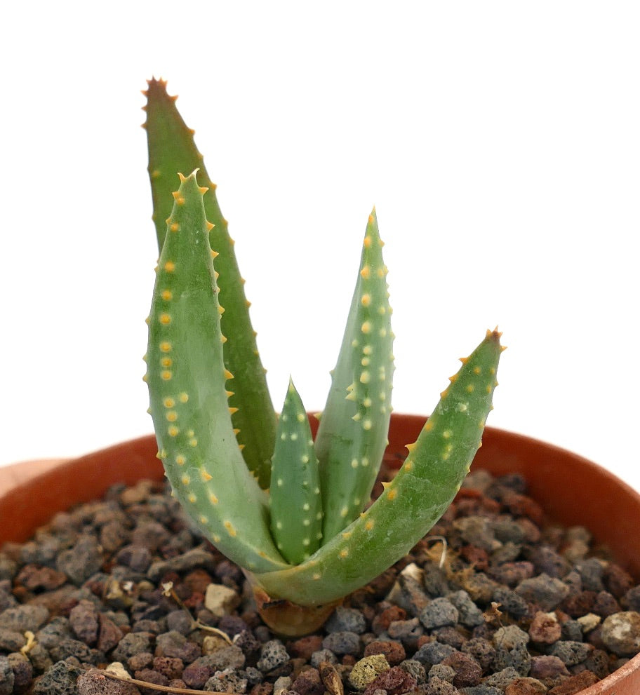 Aloidendron pillansii Sukkulente mit dicken grünen Blättern und kleinen gelblichen Warzen im Topf