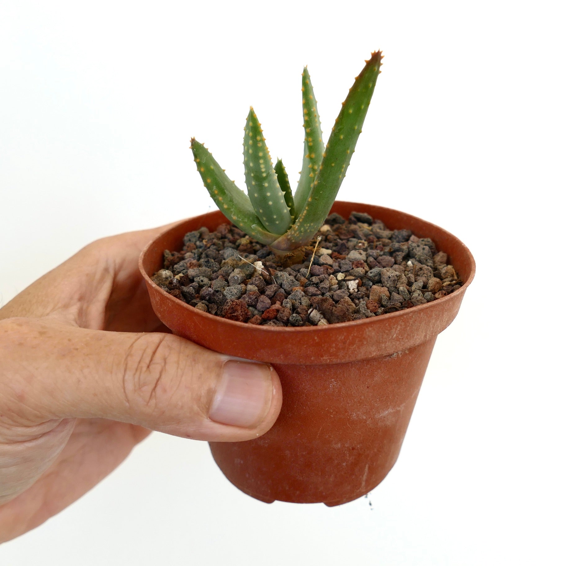 Aloidendron pillansii kleine sukkulente Pflanze mit dicken grünen, stacheligen Blättern im Terrakottatopf