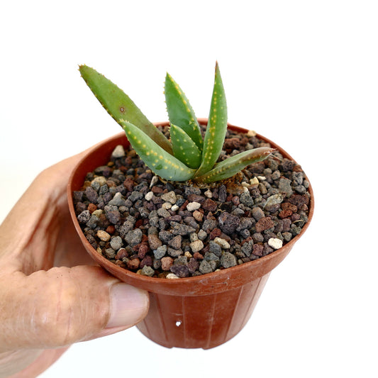Aloidendron pillansii small succulent with thick green leaves and yellowish spots in pot