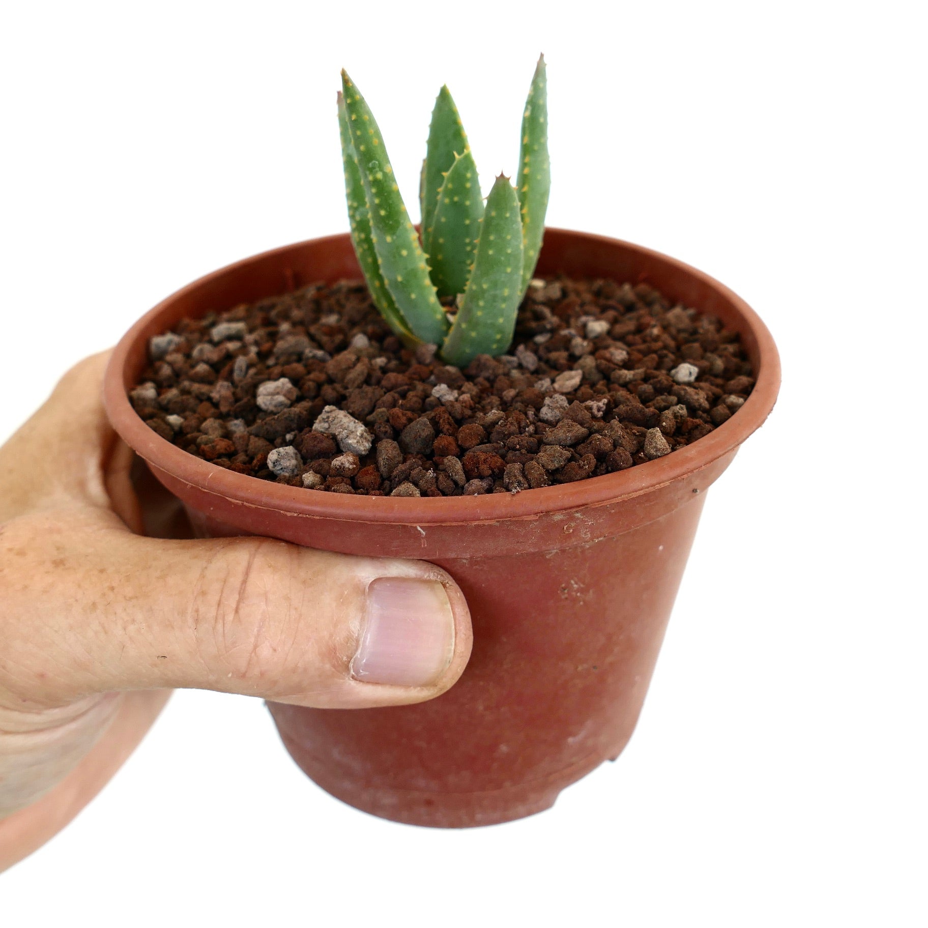 Aloidendron pillansii kleine Sukkulente mit dicken grünen Blättern und gelblich gefärbten Dornen im Topf