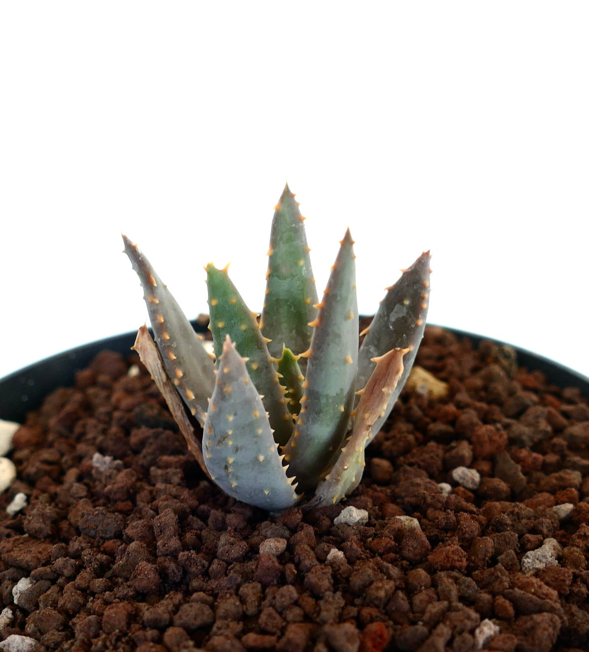 Aloidendron pillansii Sukkulente mit dicken blau-grünen Blättern und kleinen orangen Stacheln in felsigem Boden