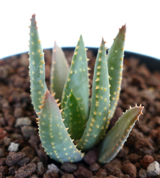 Aloidendron pillansii succulent with thick green leaves and small yellowish spines growing in rocky soil