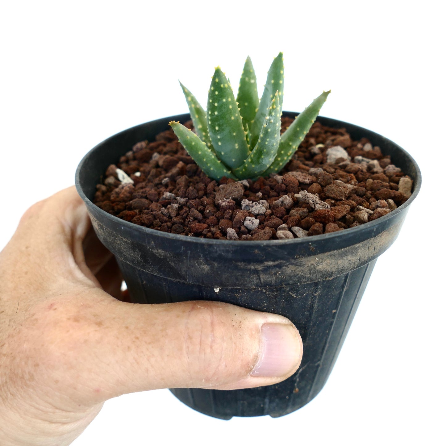 Aloidendron pillansii kleine Sukkulente mit dicken grünen Blättern und weißen Punkten in schwarzem Topf