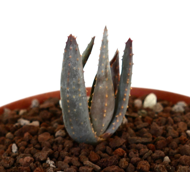 Aloidendron pillansii | Botanical Archive