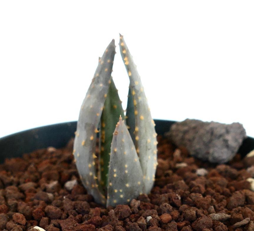 Aloidendron pillansii Succulent mit dicken graugrünen Blättern und gelblichen Stacheln in felsigem Boden