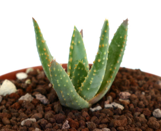 Aloidendron pillansii small succulent with thick green leaves and yellowish spines in soil