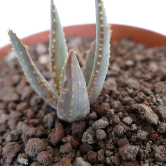 Aloidendron pillansii succulent with thick gray-green leaves and small yellowish spines growing in rocky soil